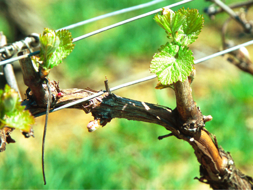 domaine justin girardin bourgogne