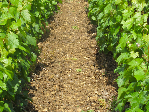 sol vigne domaine justin girardin