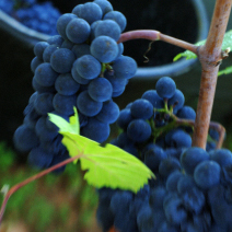 girardin vinification