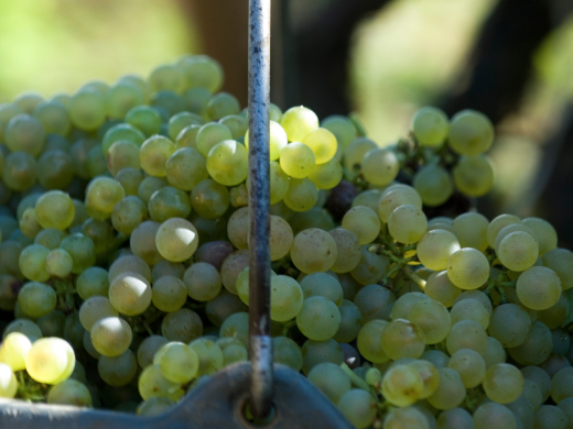 vinification blanc