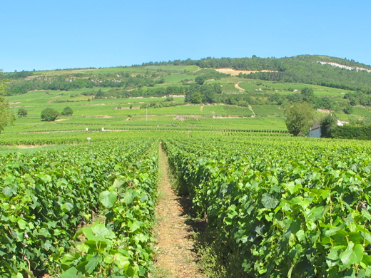 parcelle bourgogne chardonnay