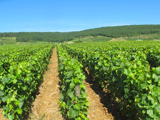 parcelle chassagne montrachet 1er cru morgeot