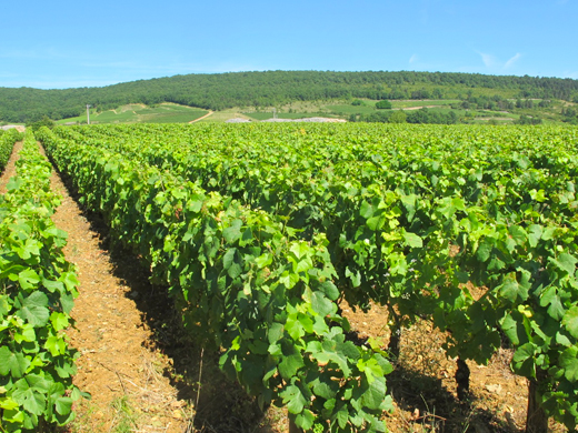 parcelle chassagne montrachet 1er cru morgeot