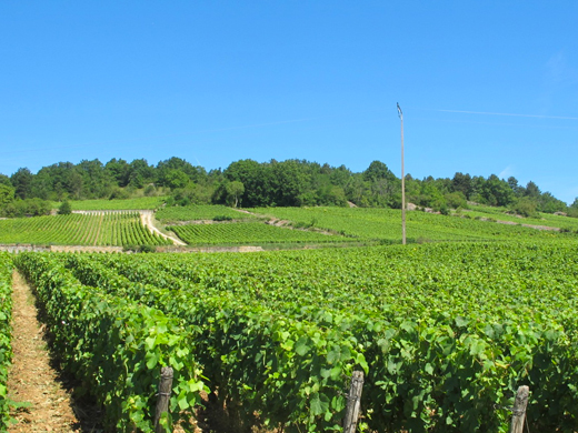 parcelle santenay 1er cru beauregard
