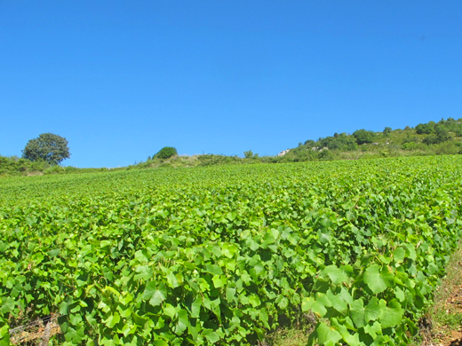parcelle santenay vieilles vignes