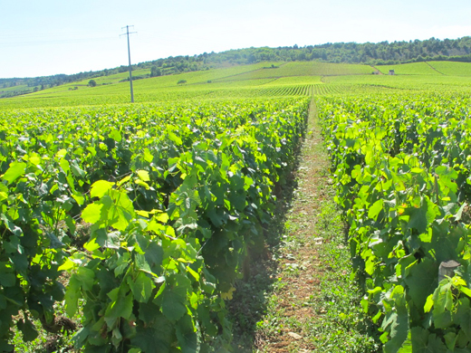 parcelle savigny les beaune 1er cru les peuillets