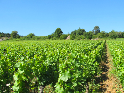 parcelle savigny les beaune les gollardes